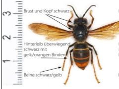 Informationen zum Umgang mit der Asiatischen Hornisse