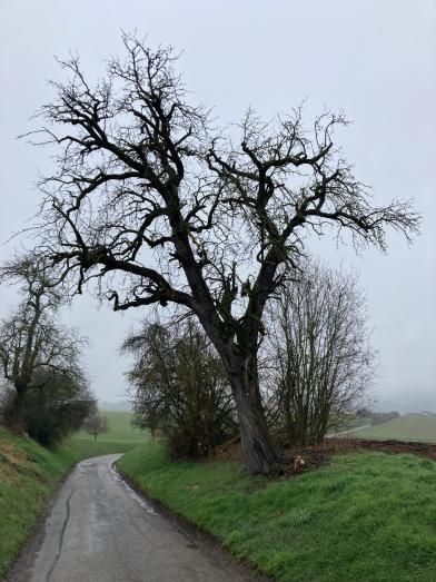 ... und nach dem Pflegeschnitt.